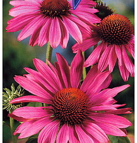 Echinacea boosts the immune system